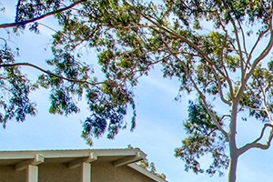 El Cajon, Ca 92020 lPet dog play area Forest Park Apartments for rent